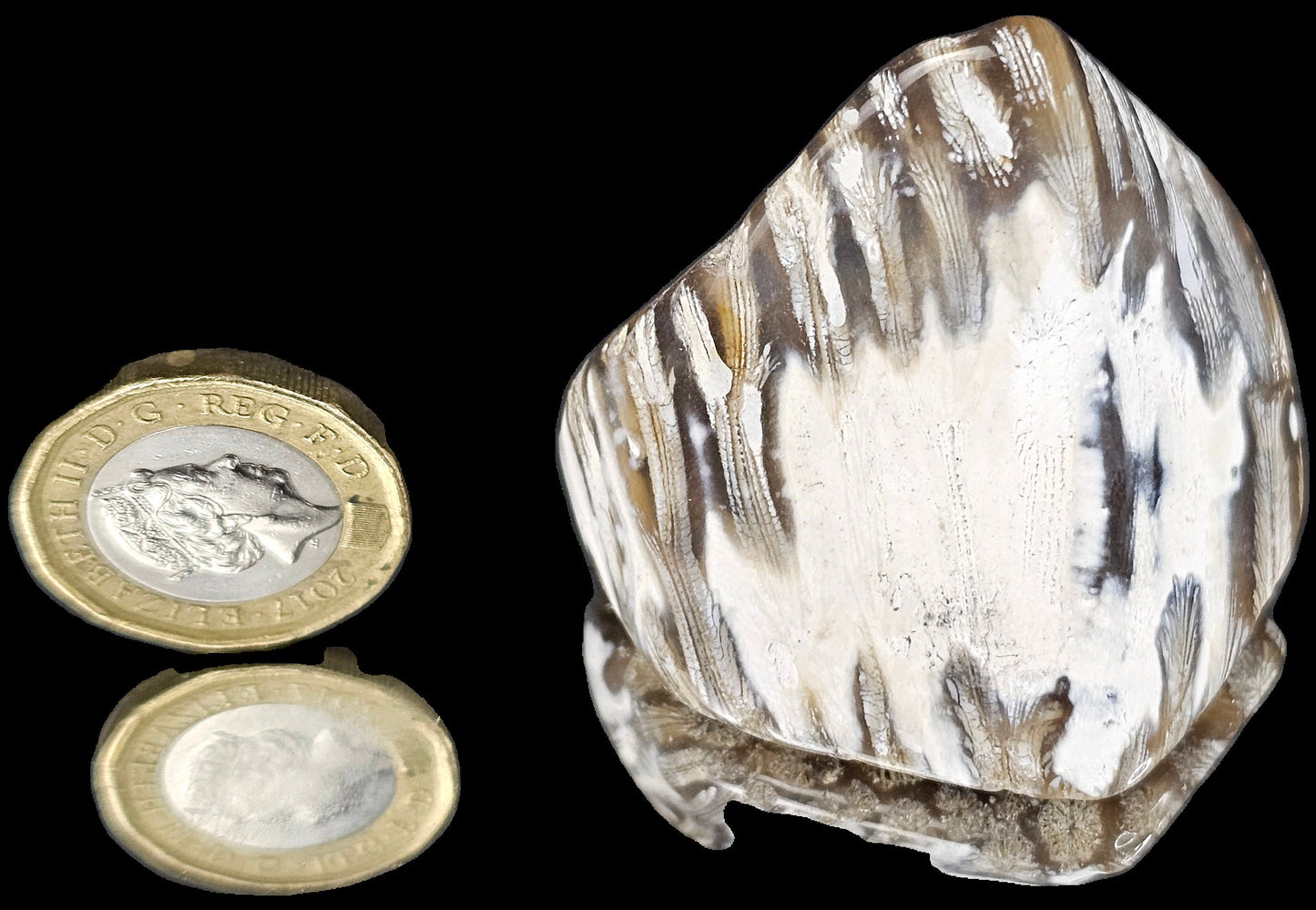 Rare Agate Coral Crystal Fossil - UK tumblestone  (#19)