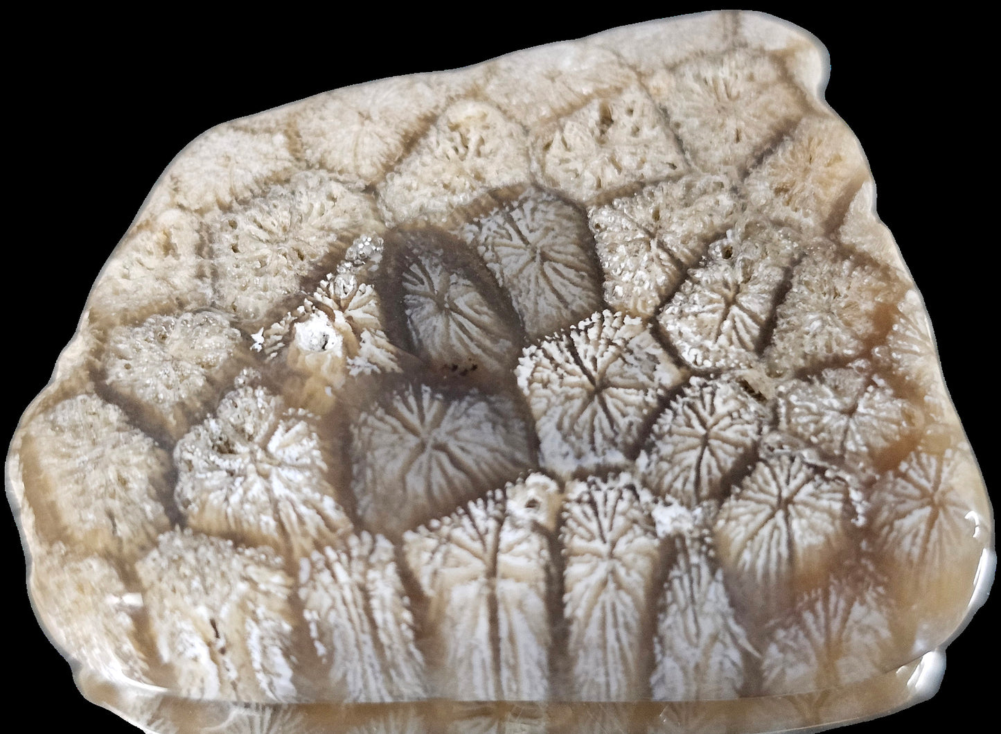 Rare Agate Coral Crystal Fossil - UK Cabochon  (#18)