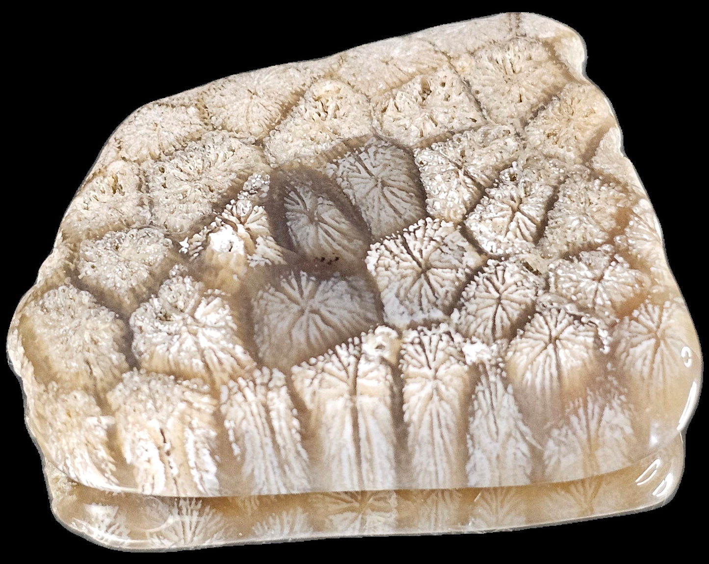 Rare Agate Coral Crystal Fossil - UK Cabochon  (#18)