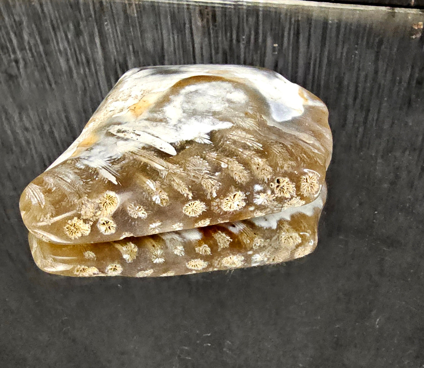 Rare Agate Coral Crystal Fossil - UK   (#12)