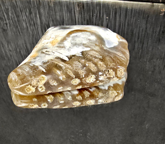 Rare Agate Coral Crystal Fossil - UK   (#12)