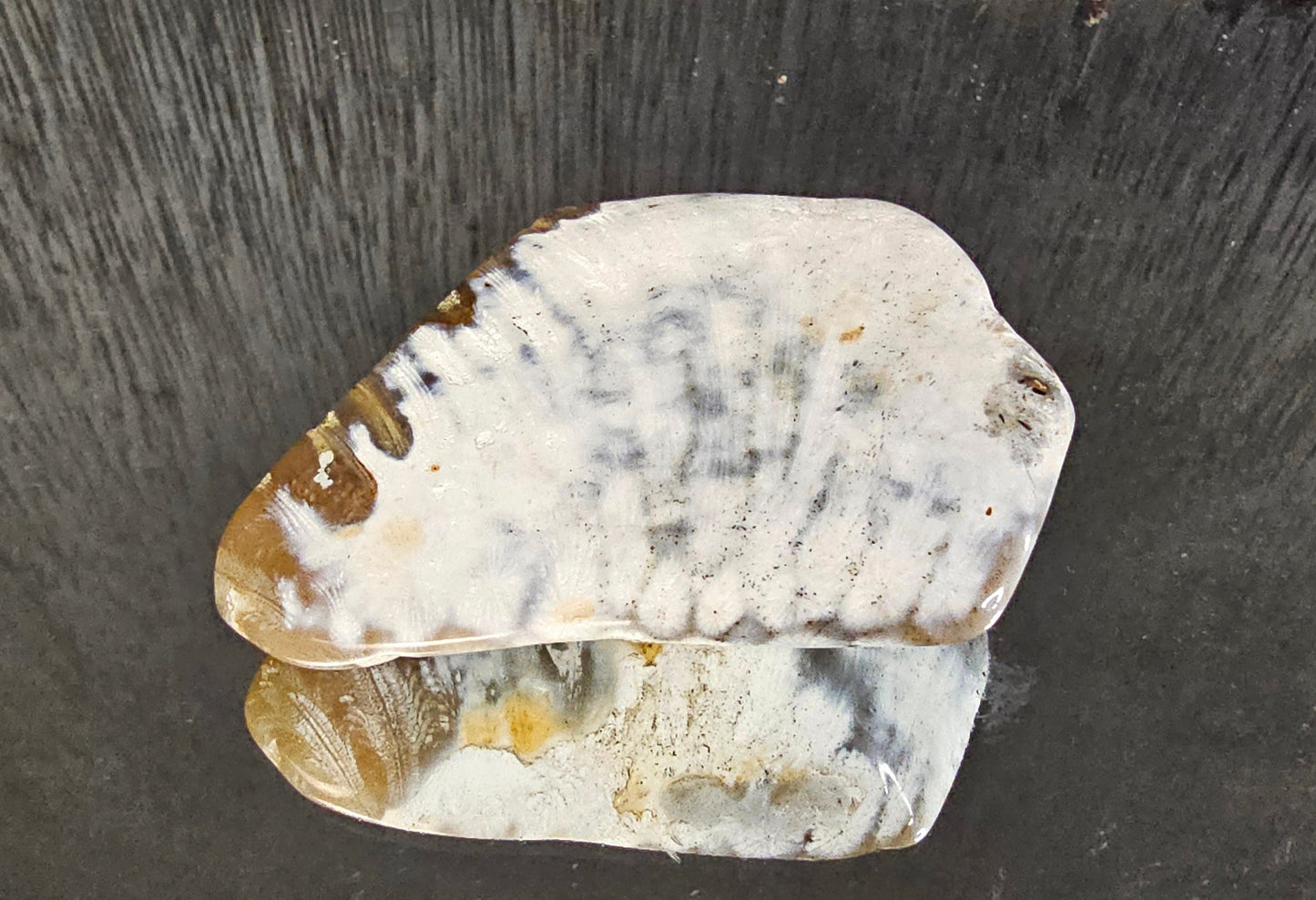 Rare Agate Coral Crystal Fossil - UK   (#12)
