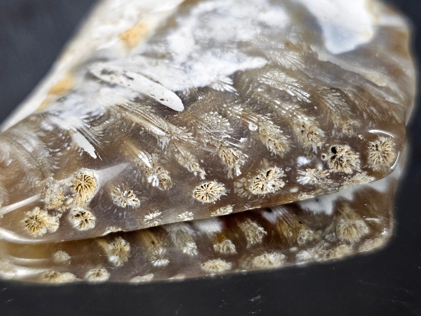 Rare Agate Coral Crystal Fossil - UK   (#12)