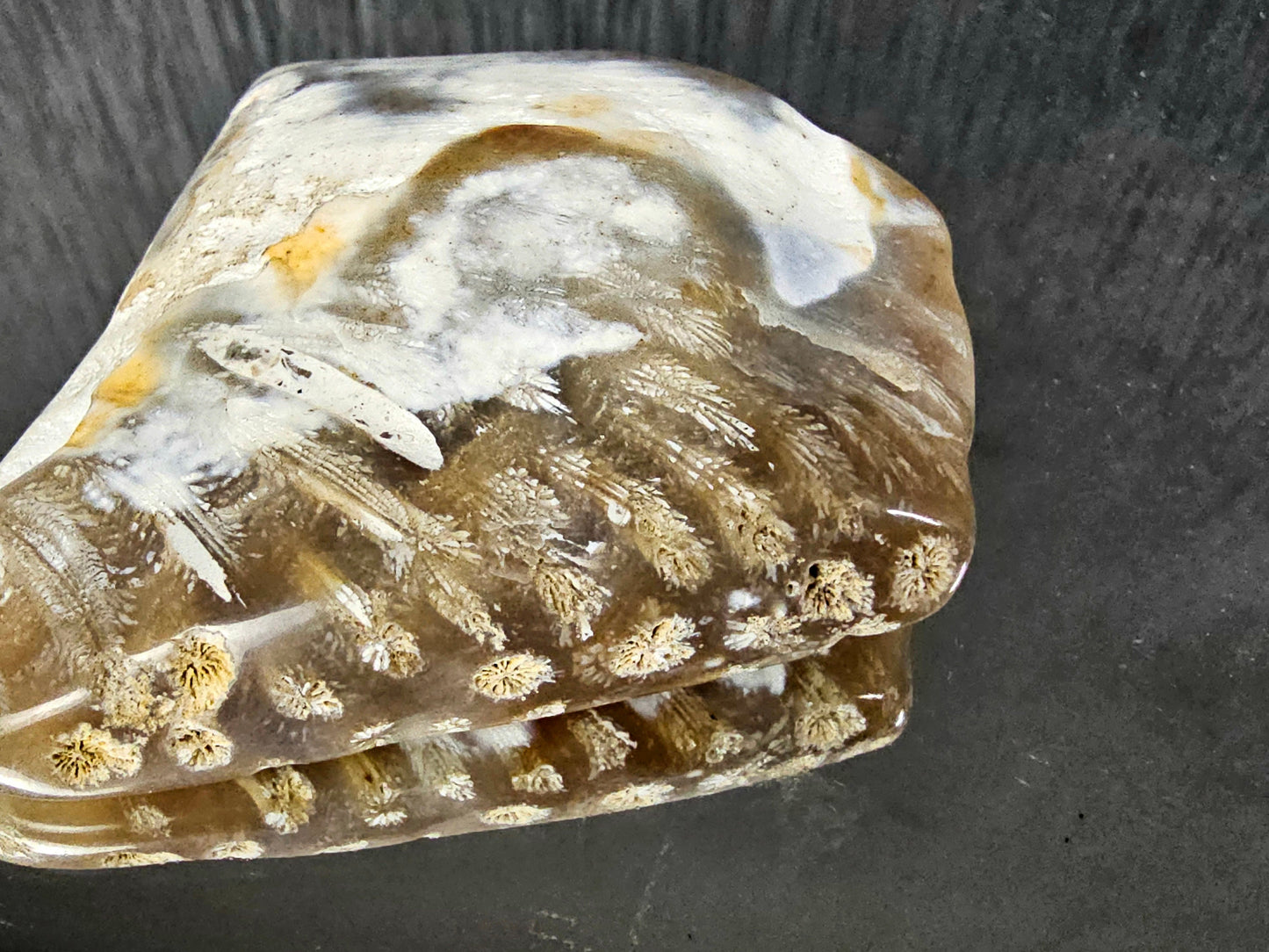 Rare Agate Coral Crystal Fossil - UK   (#12)