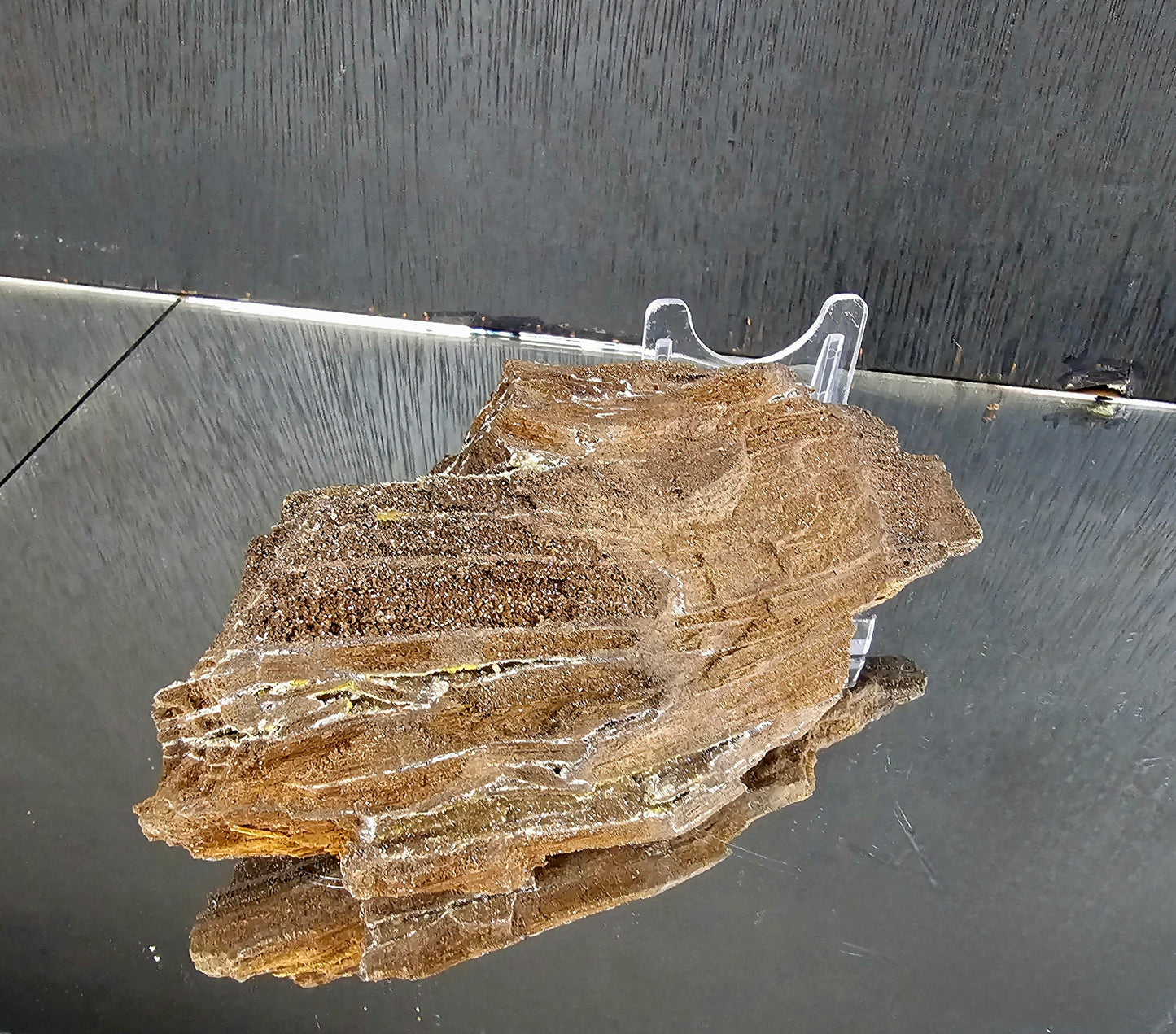 Fossil Wood Quartz Crystal Druze Rare Petrified Wood Germany (#19)