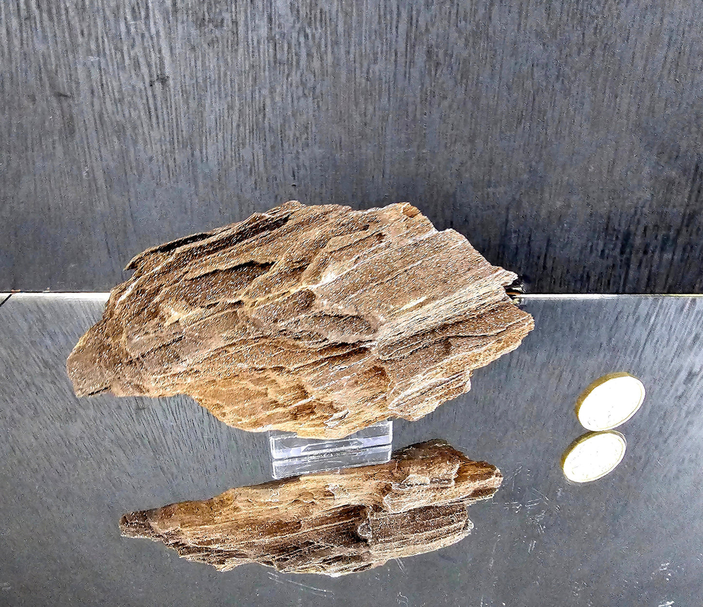 Fossil Wood Quartz Crystal Druze Rare Petrified Wood Germany (#19)