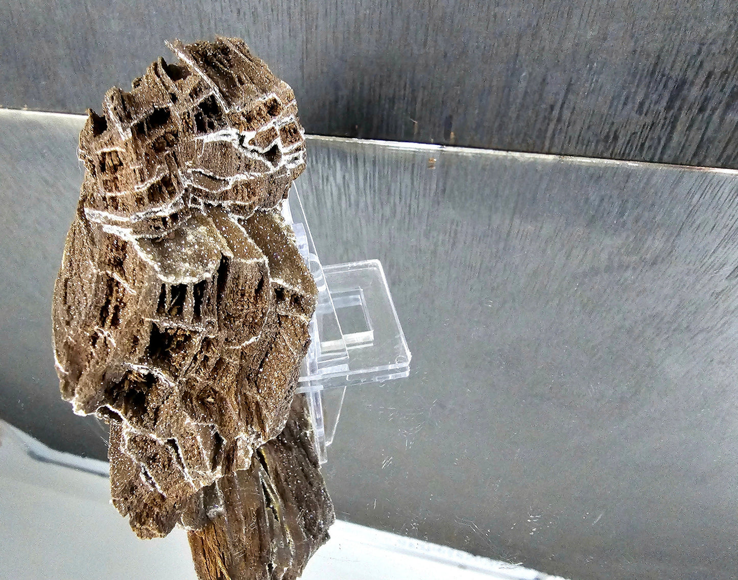 Fossil Wood Quartz Crystal Druze Rare Petrified Wood Germany (#19)