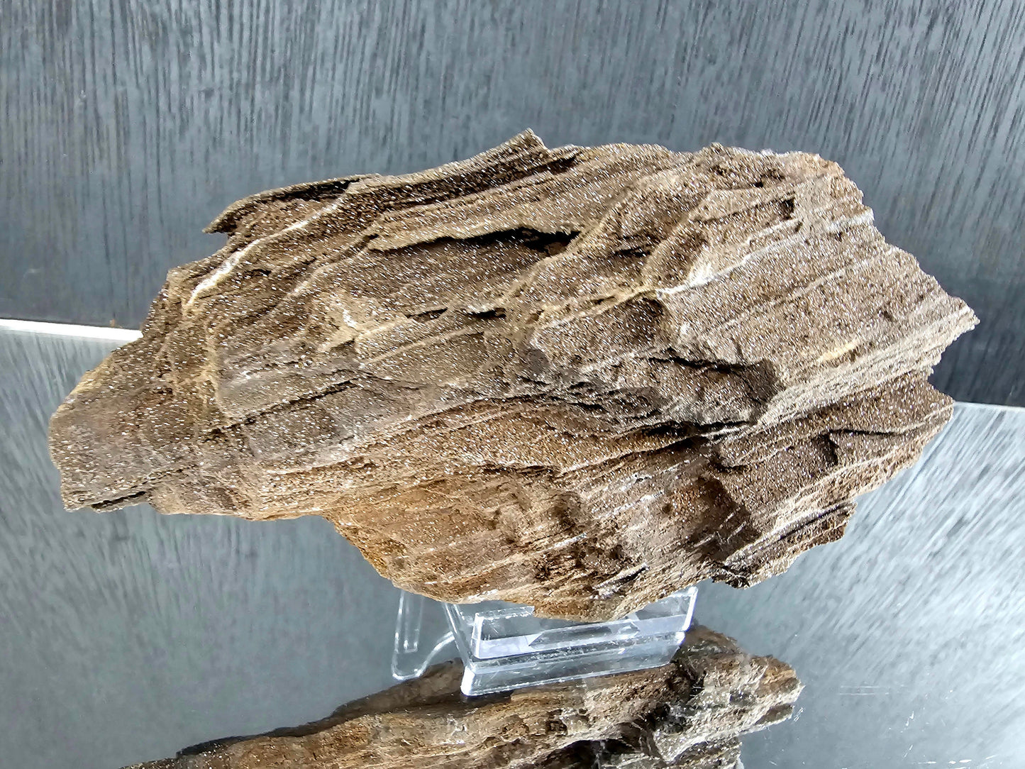 Fossil Wood Quartz Crystal Druze Rare Petrified Wood Germany (#19)