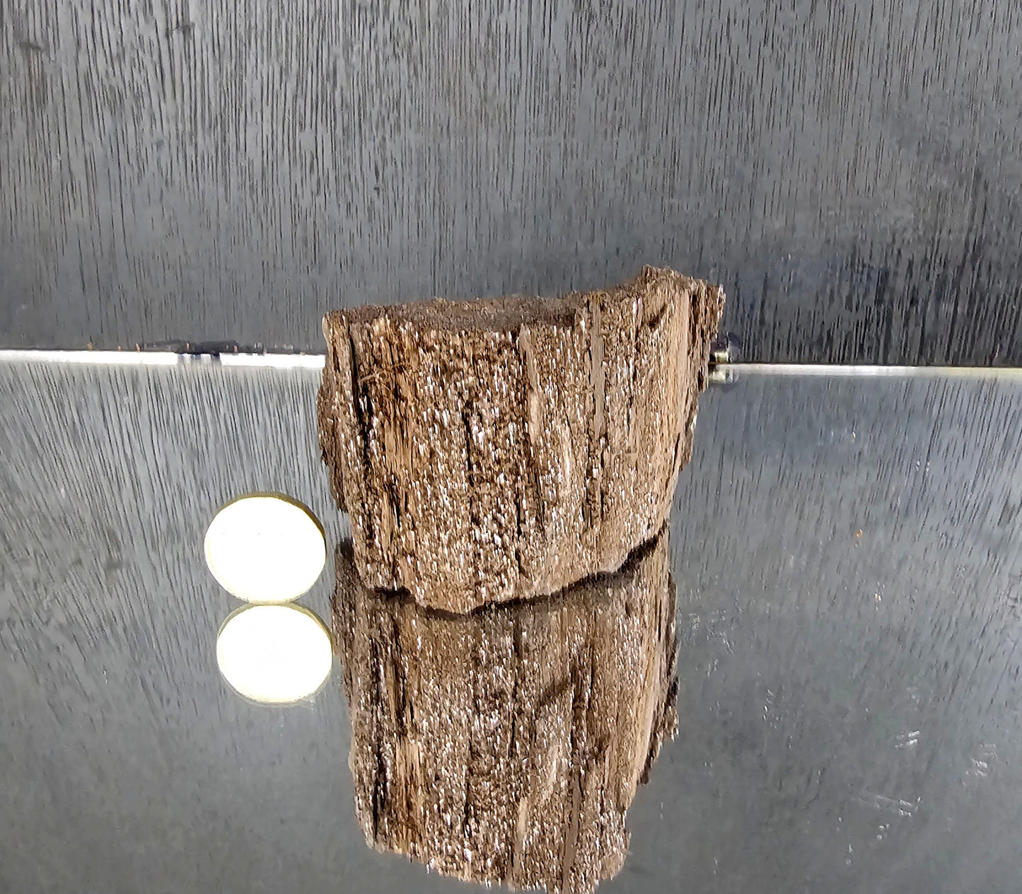 Fossil Wood Quartz Crystal Druze Rare Petrified Wood Germany (#17)