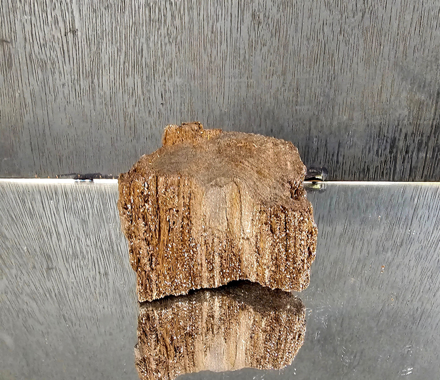 Fossil Wood Quartz Crystal Druze Rare Petrified Wood Germany (#17)