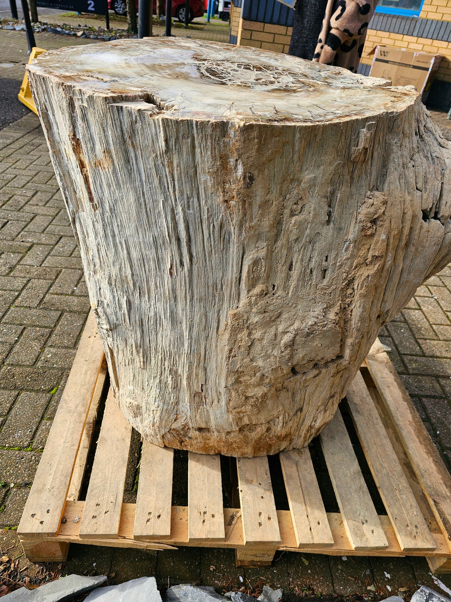 huge fossil petrified wood carving sculpture