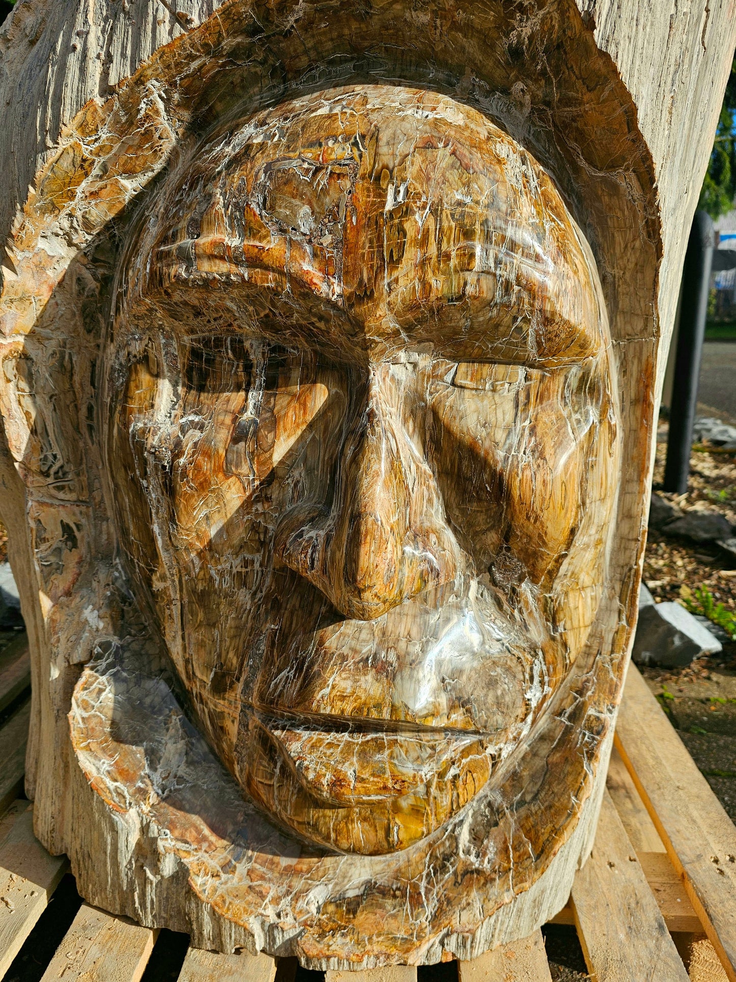 big fossil wood