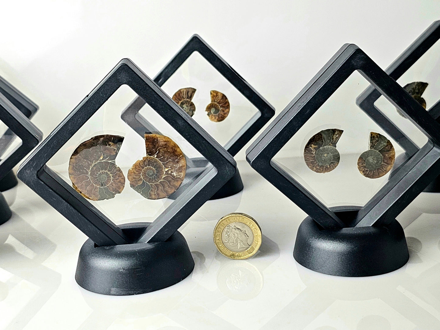 Genuine Ammonite fossils from ancient marine life, available in small sizes