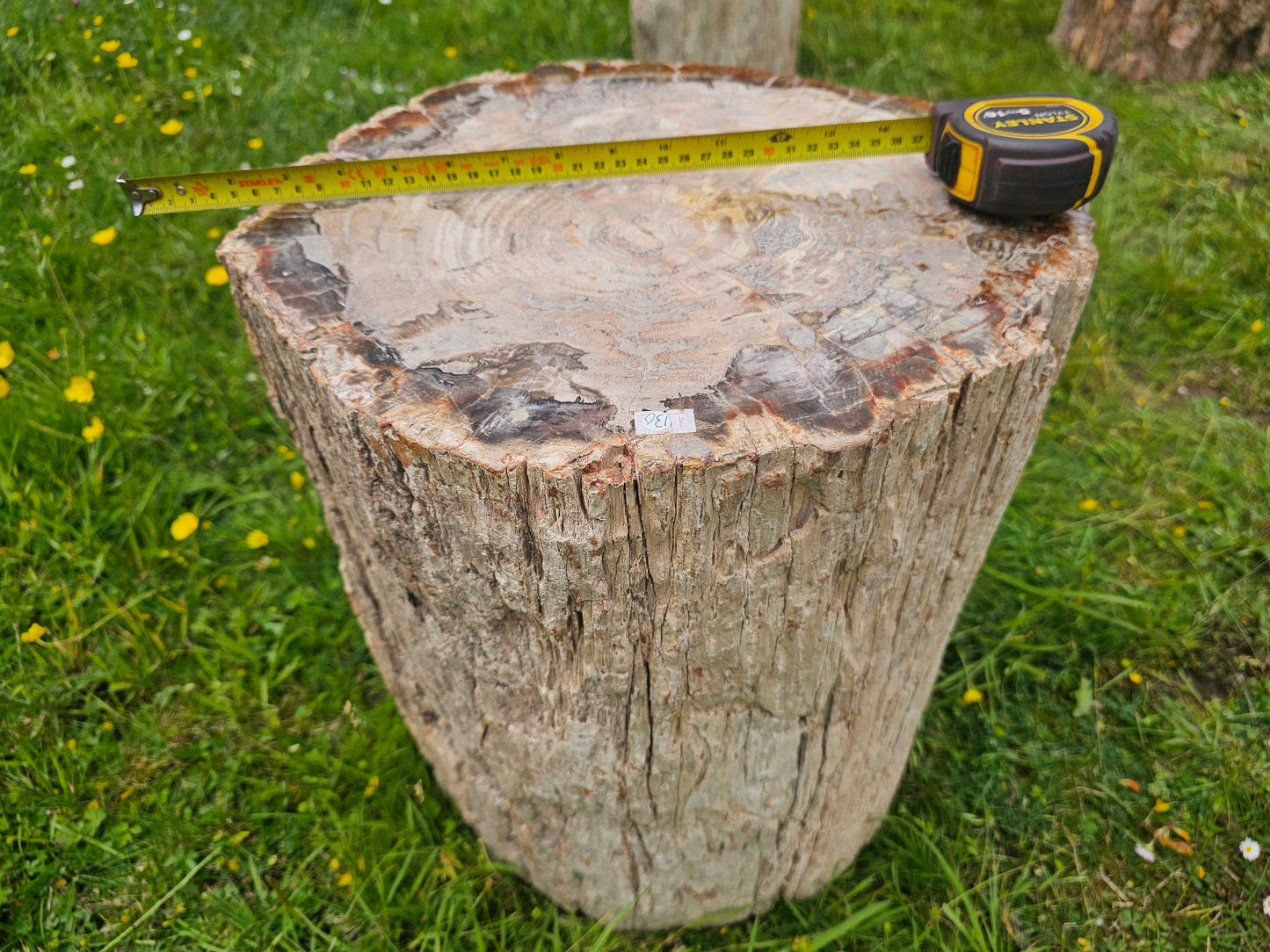 giant petrified wood
