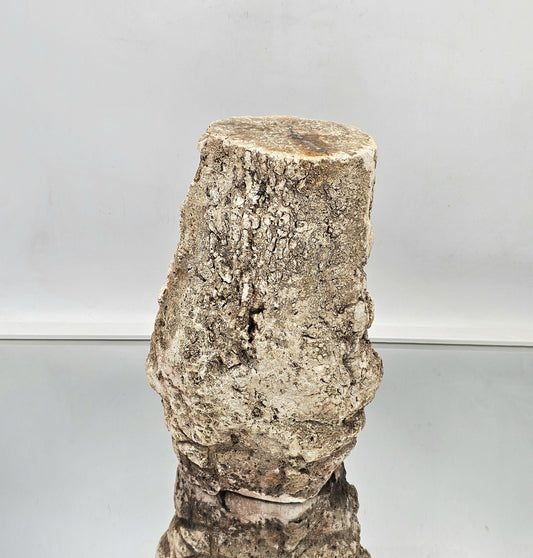 Large Fossil Wood Branch / Stump - Petrified (#8)