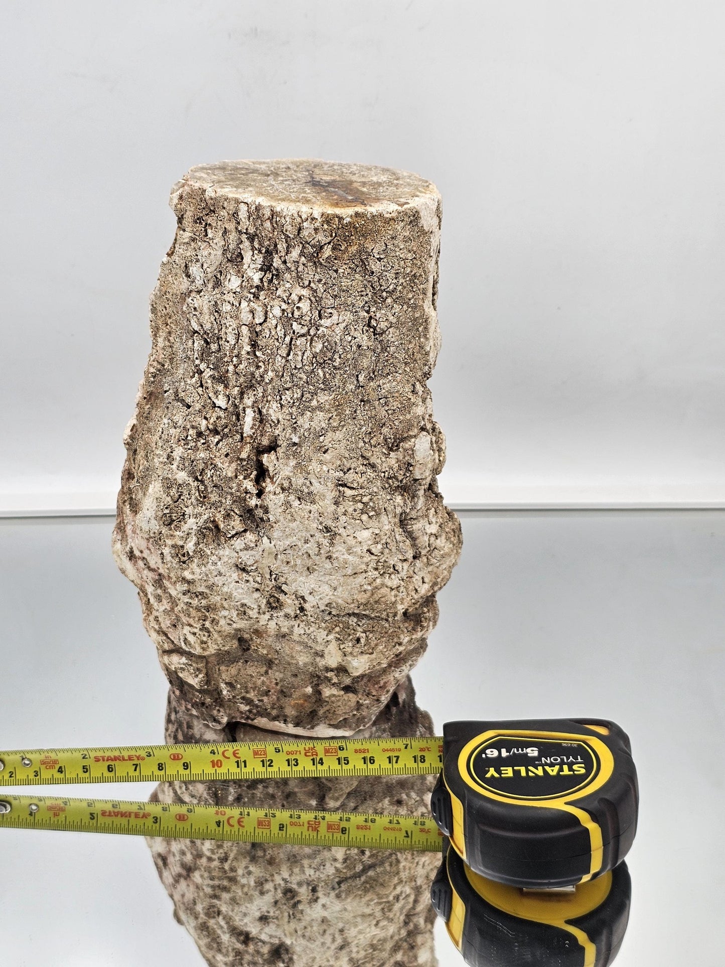 Large Fossil Wood Branch / Stump - Petrified (#8)