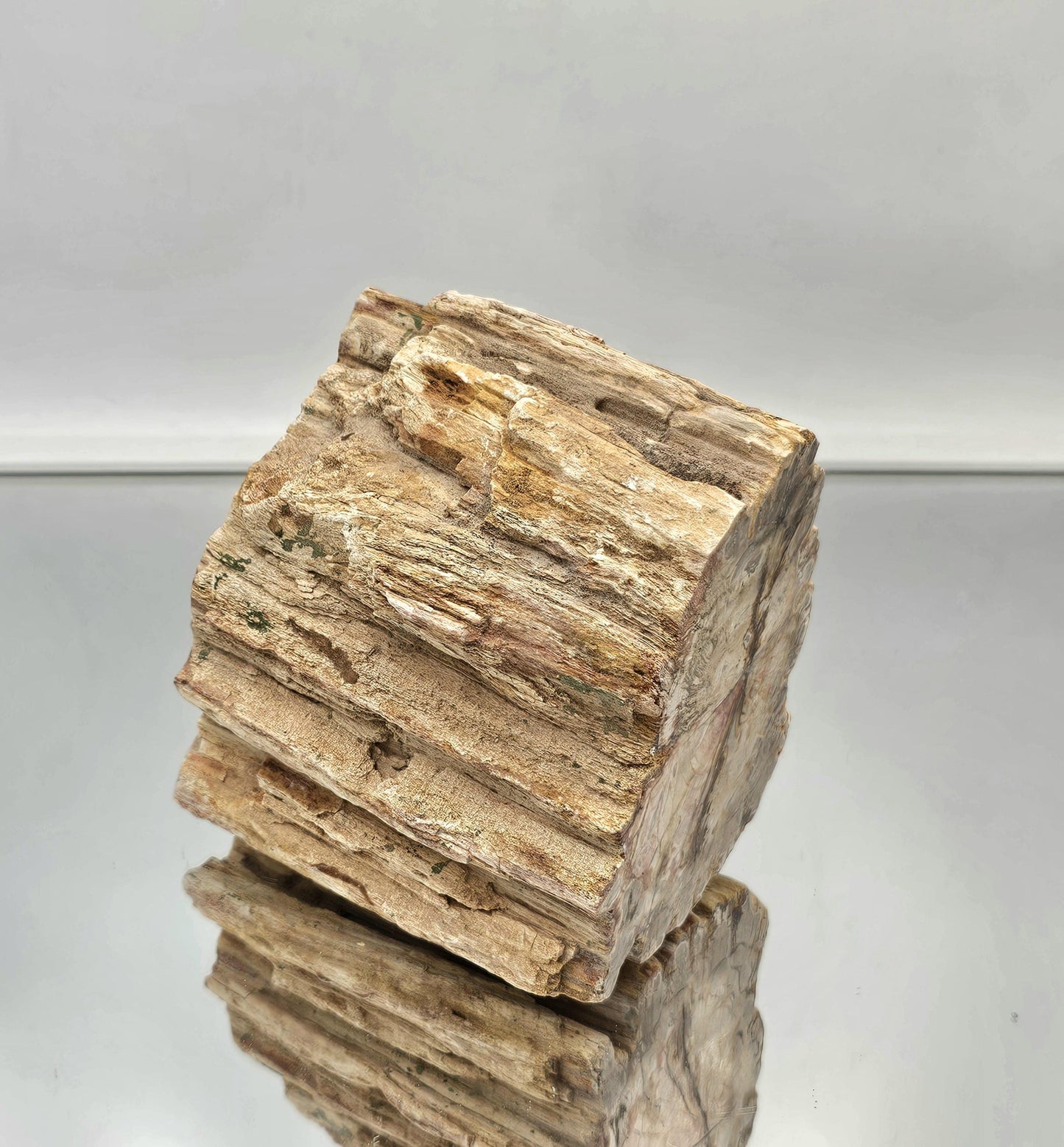 Large Fossil Wood Branch / Stump - Petrified (#7)