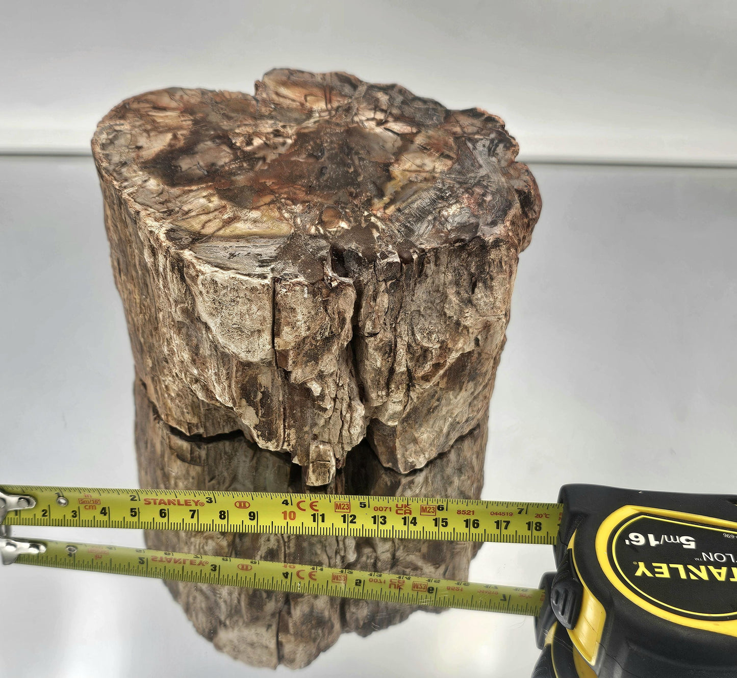 Large Fossil Wood Branch / Stump - Petrified (#5)