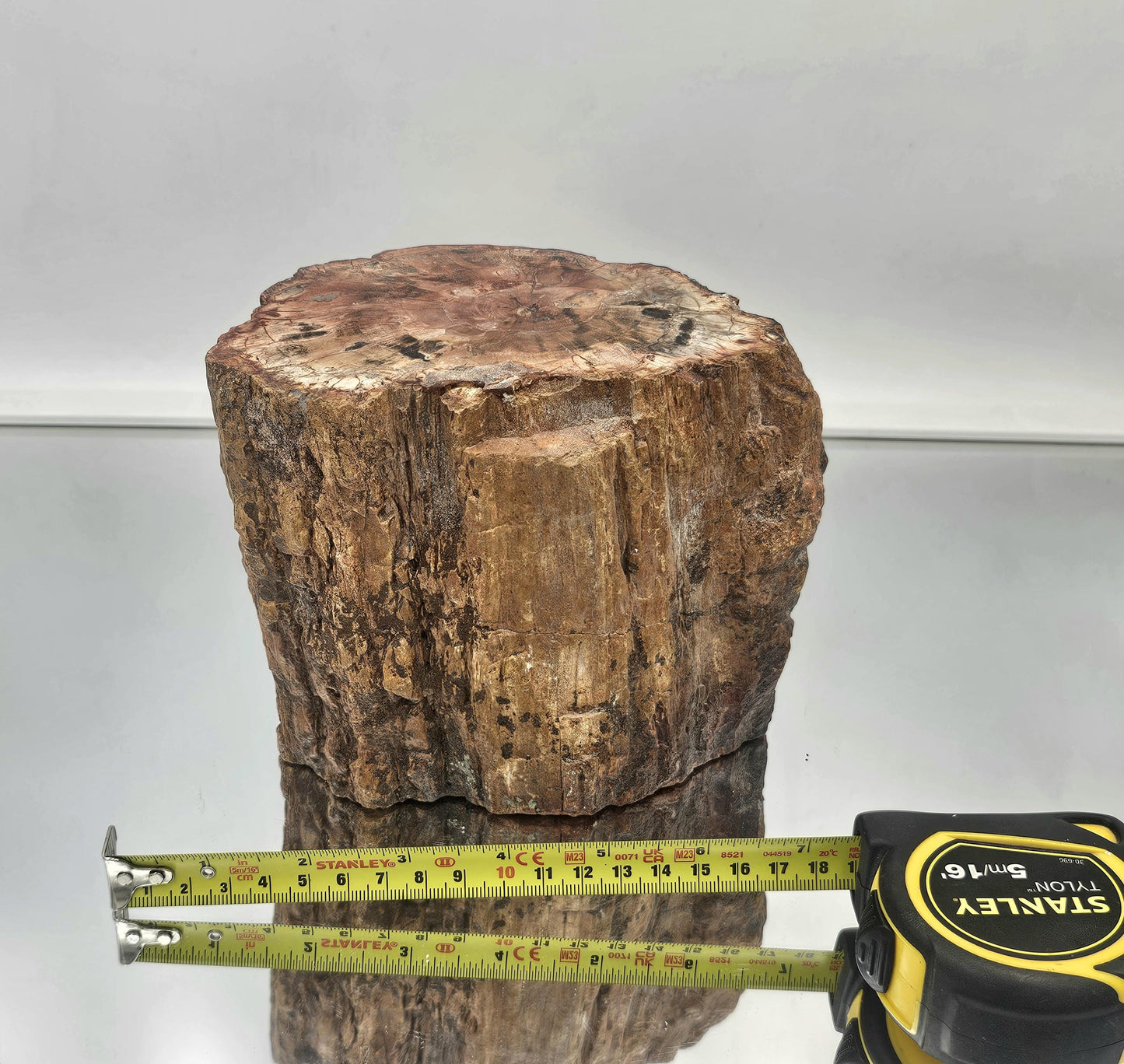 Large Fossil Wood Branch / Stump - Petrified (#4)
