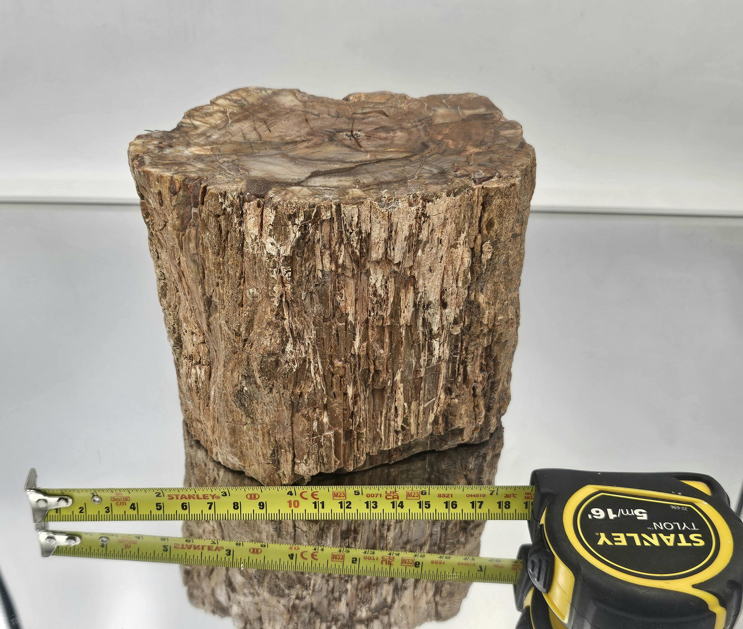 Large Fossil Wood Branch / Stump - Petrified (#3)