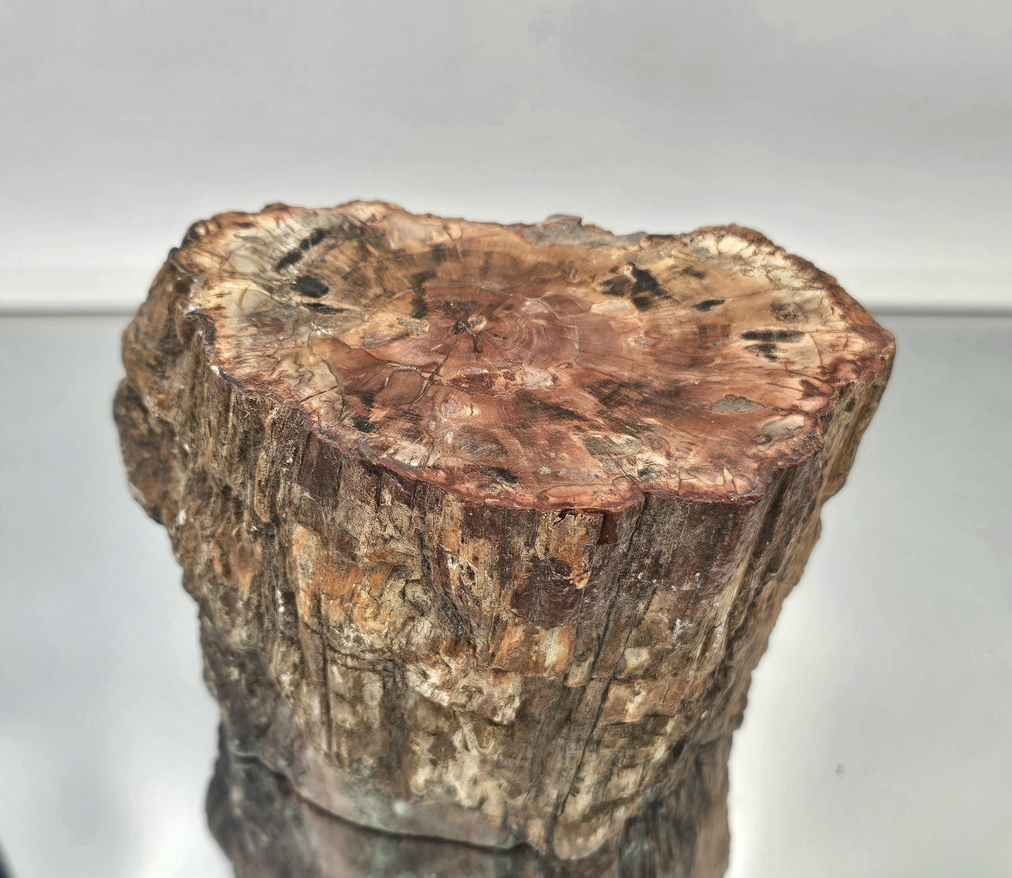 Large Fossil Wood Branch / Stump - Petrified (#4)