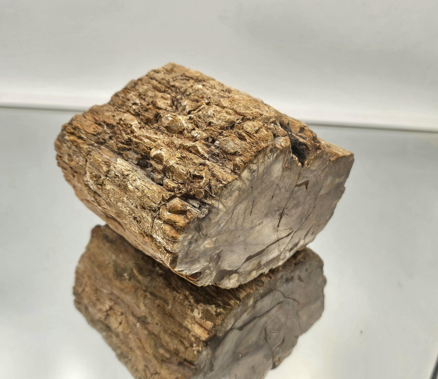 Large Fossil Wood Branch / Stump - Petrified (#3)