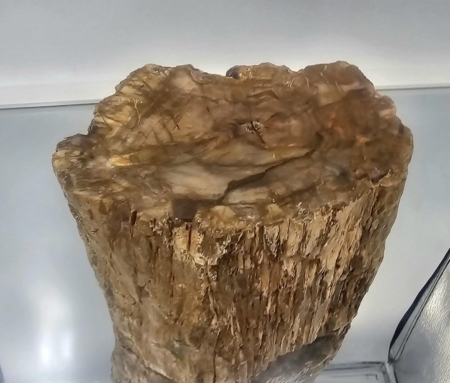 Large Fossil Wood Branch / Stump - Petrified (#3)