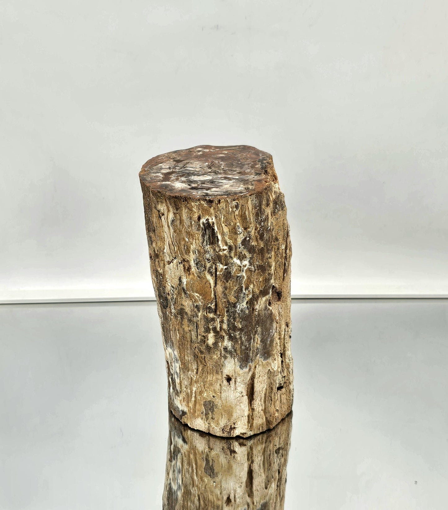 Large Fossil Wood Branch / Stump - Petrified (#2)