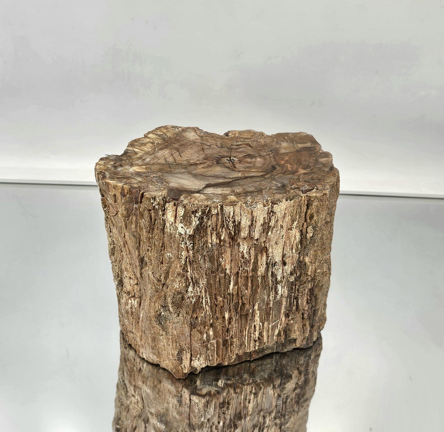 Large Fossil Wood Branch / Stump - Petrified (#3)
