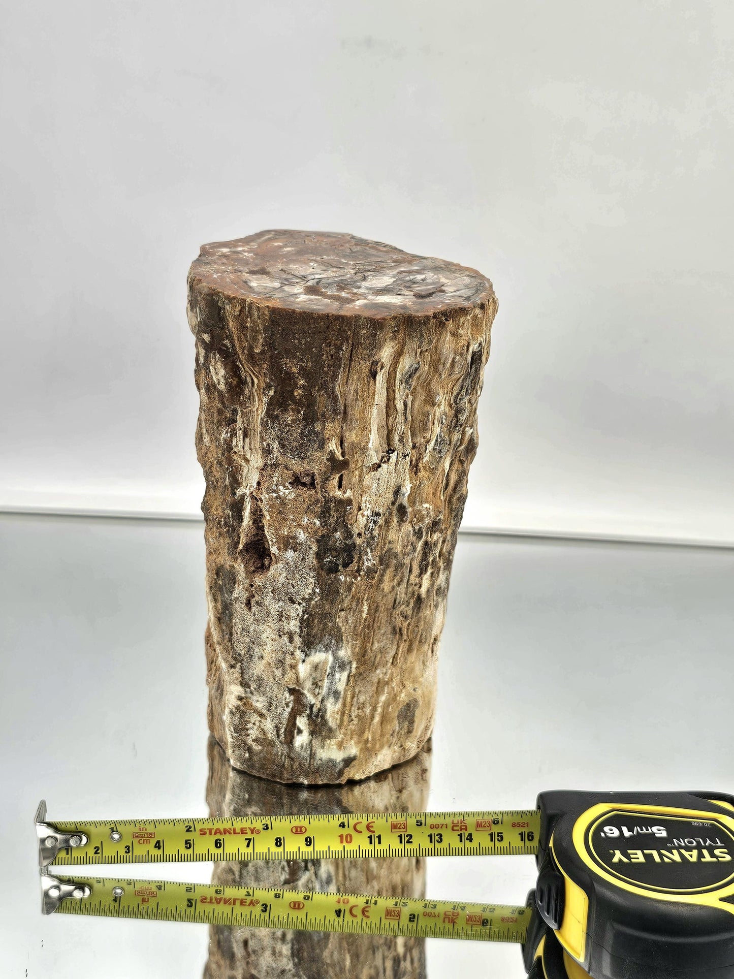 Large Fossil Wood Branch / Stump - Petrified (#2)