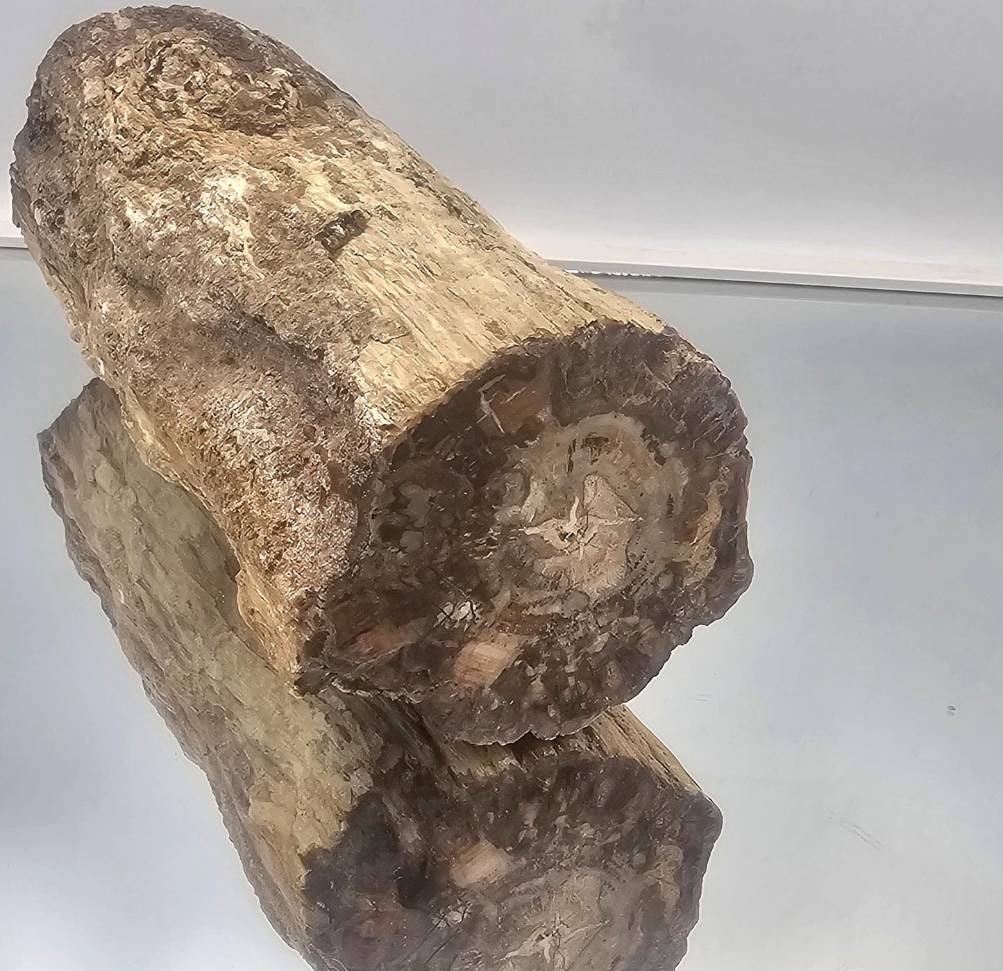Large Fossil Wood Branch / Stump - Petrified (#1)