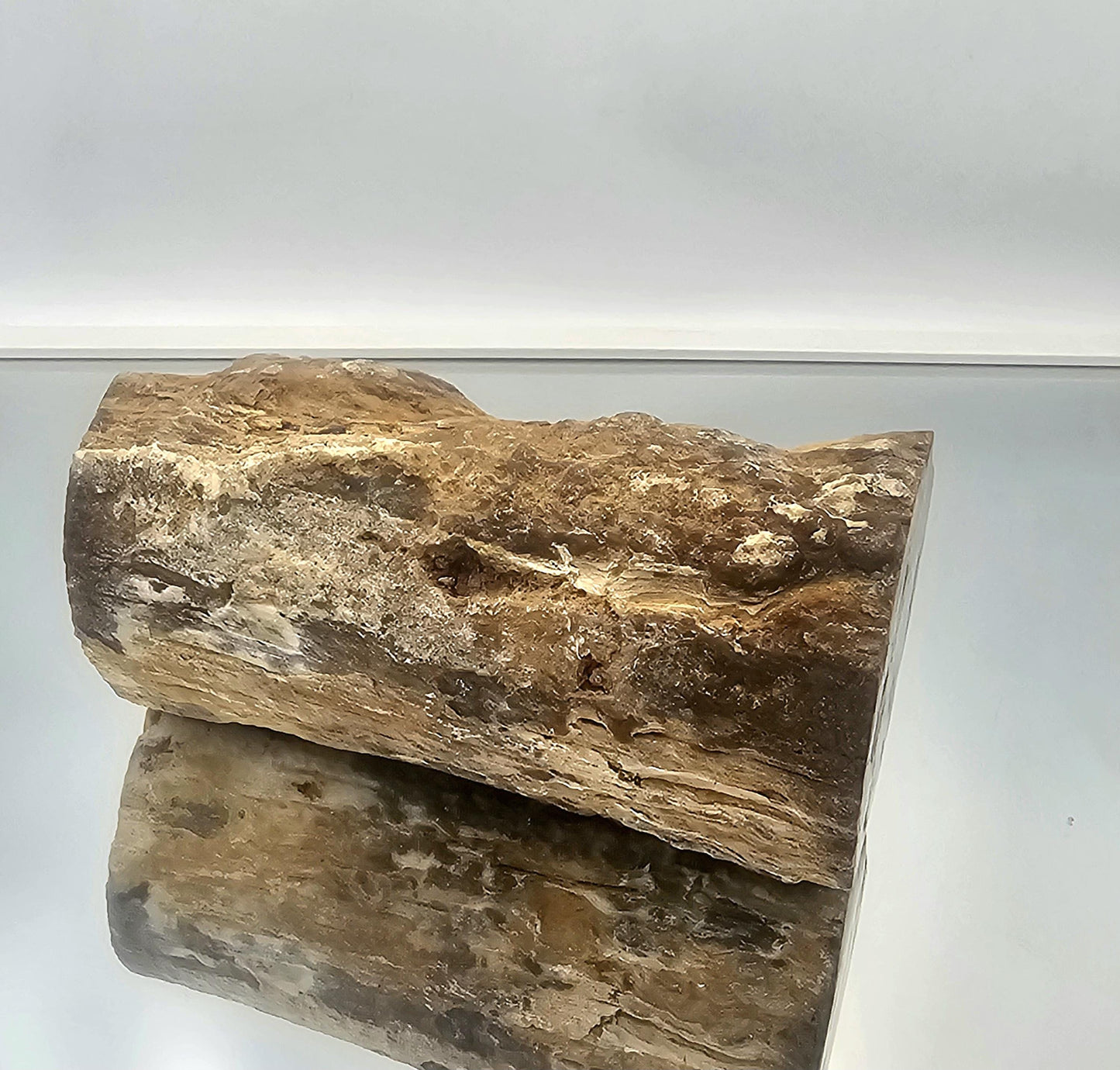 Large Fossil Wood Branch / Stump - Petrified (#2)