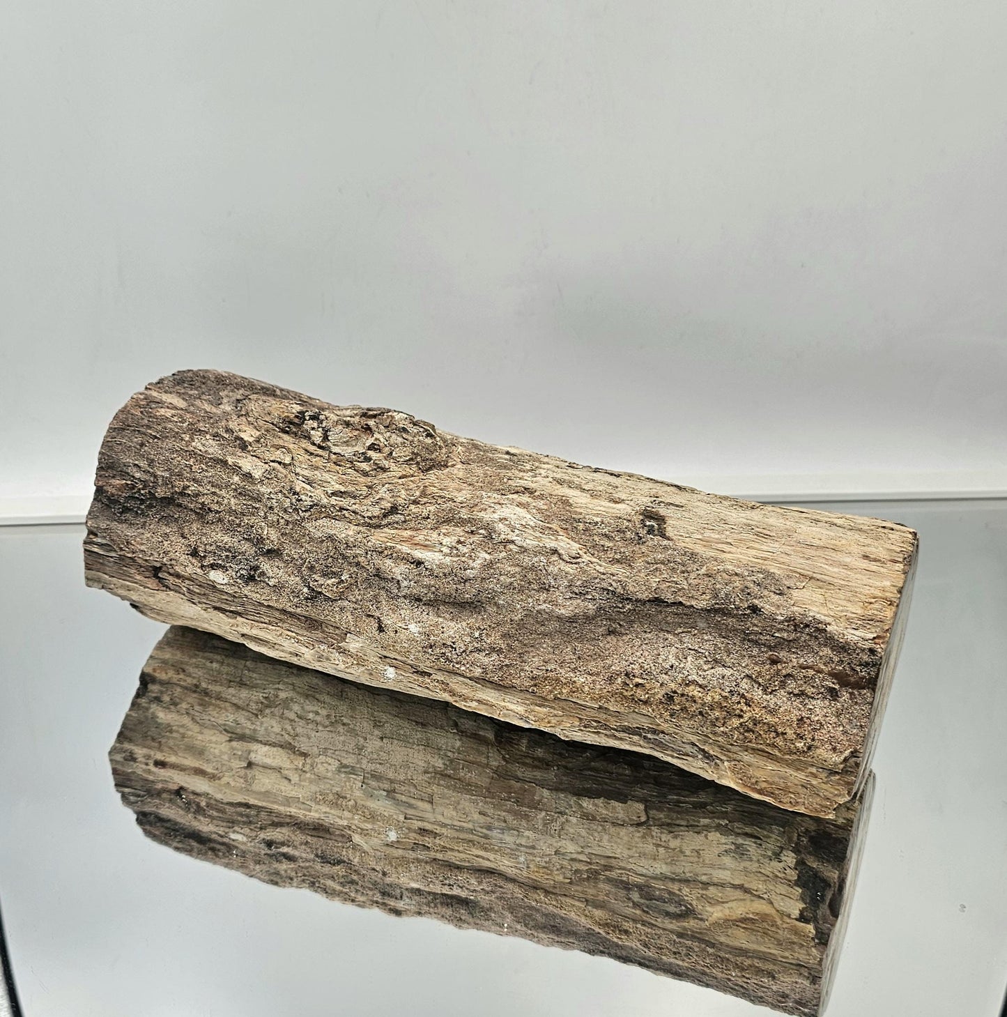 Large Fossil Wood Branch / Stump - Petrified (#1)