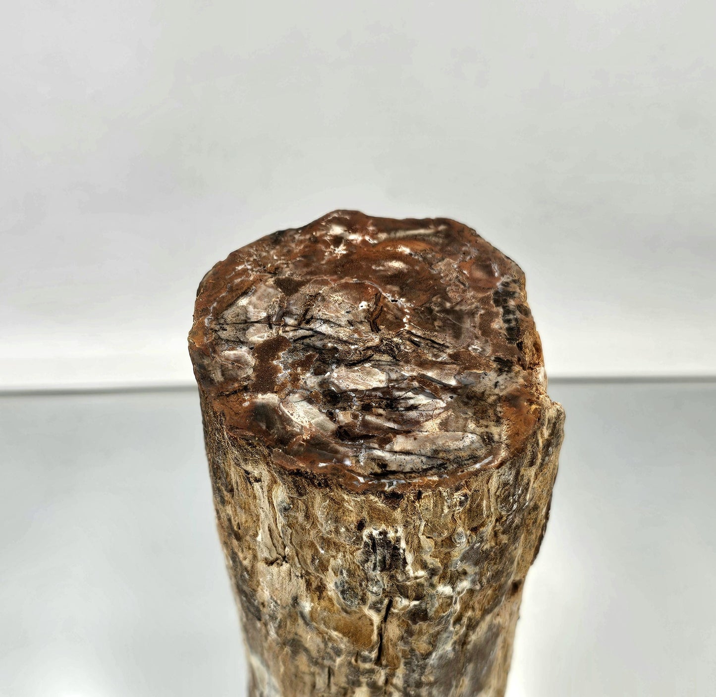 Large Fossil Wood Branch / Stump - Petrified (#2)