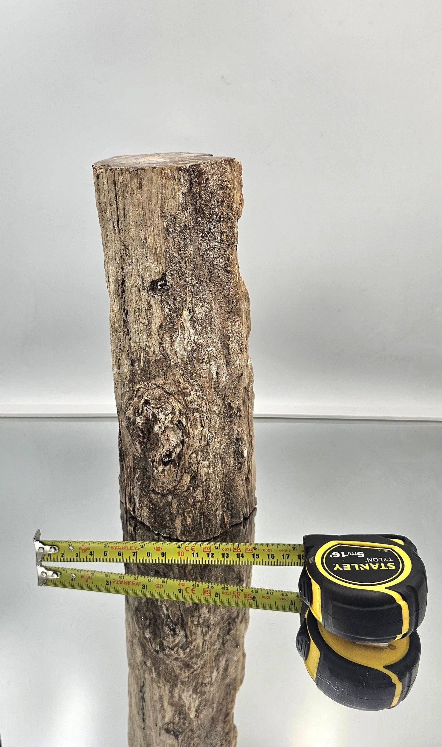 Large Fossil Wood Branch / Stump - Petrified (#1)