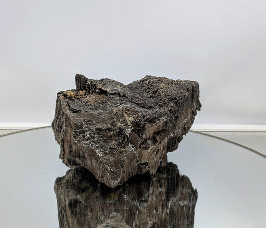 Fossil Wood Quartz Crystal Druze Rare Petrified Wood Germany (#7)