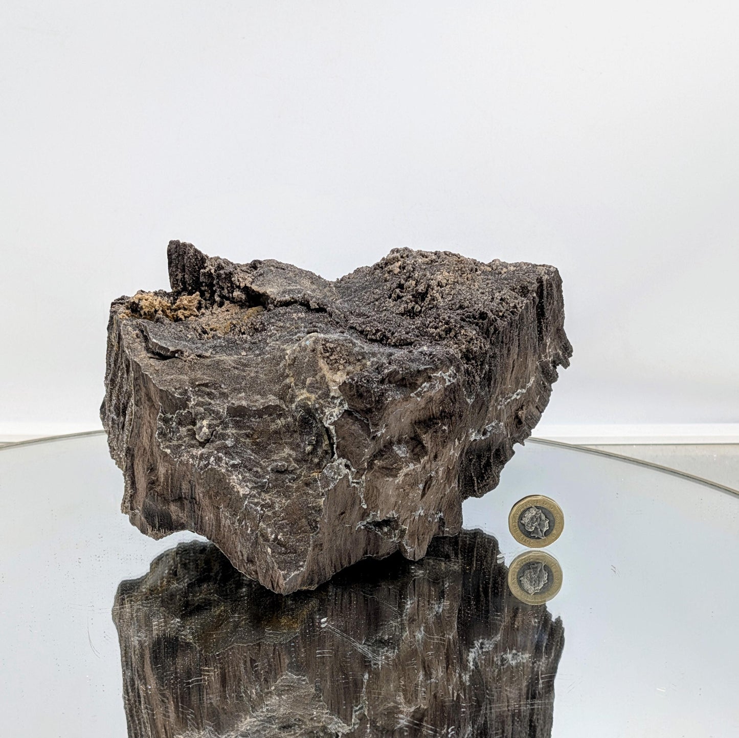 Fossil Wood Quartz Crystal Druze Rare Petrified Wood Germany (#7)