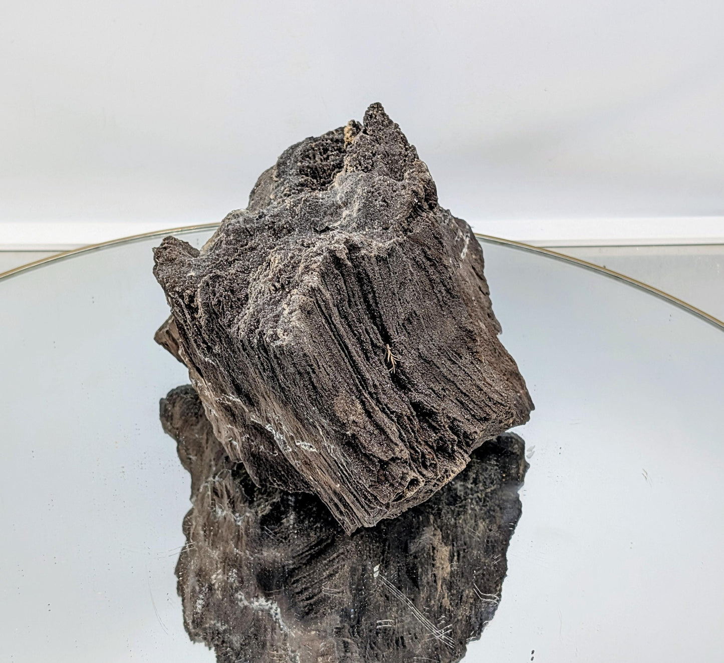 Fossil Wood Quartz Crystal Druze Rare Petrified Wood Germany (#7)