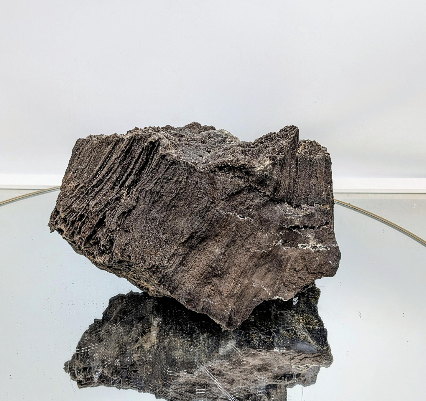 Fossil Wood Quartz Crystal Druze Rare Petrified Wood Germany (#7)