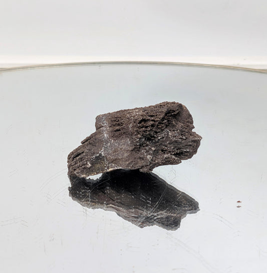 Fossil Wood Quartz Crystal Druze Rare Petrified Wood Germany (#28)