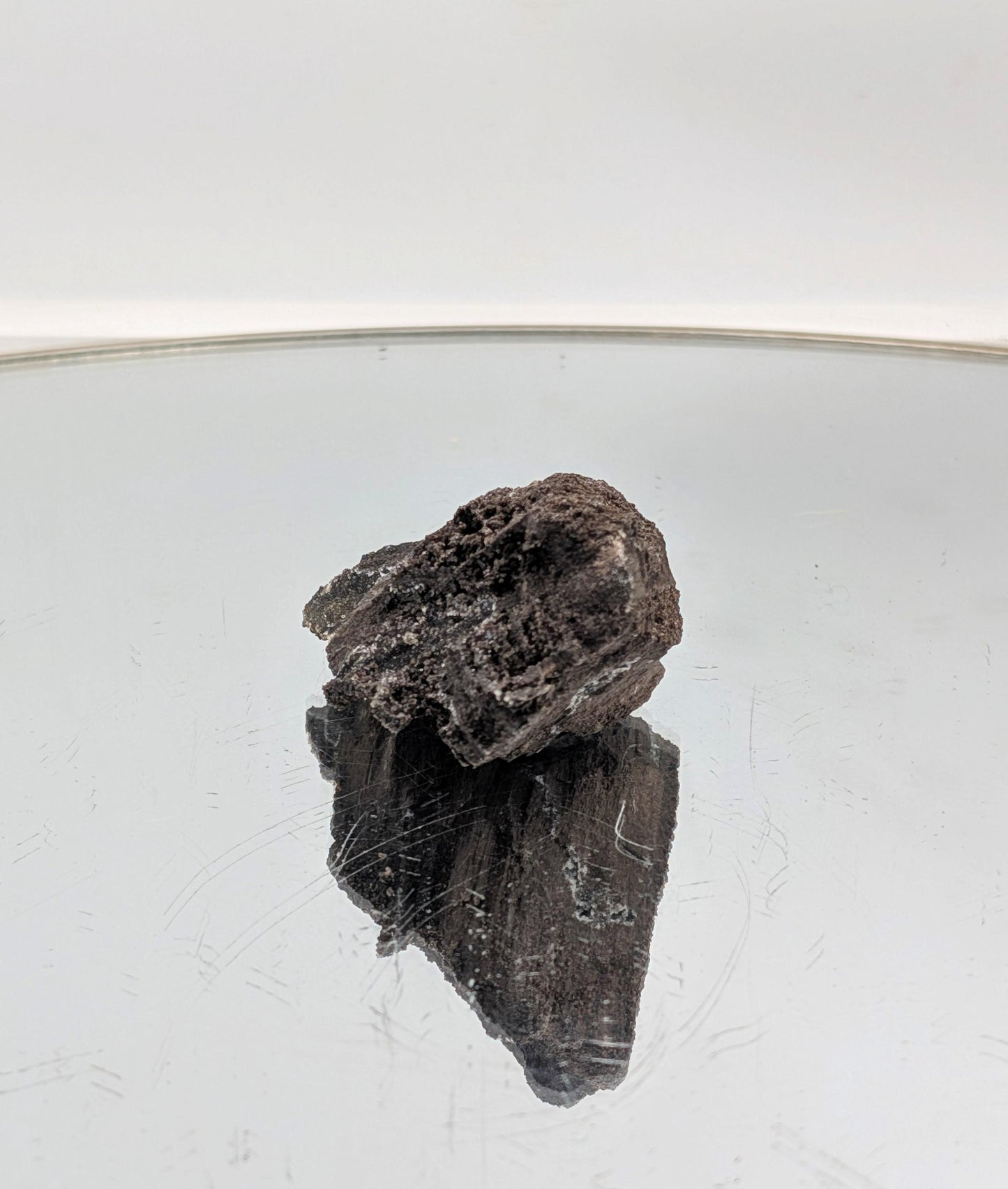 Fossil Wood Quartz Crystal Druze Rare Petrified Wood Germany (#28)