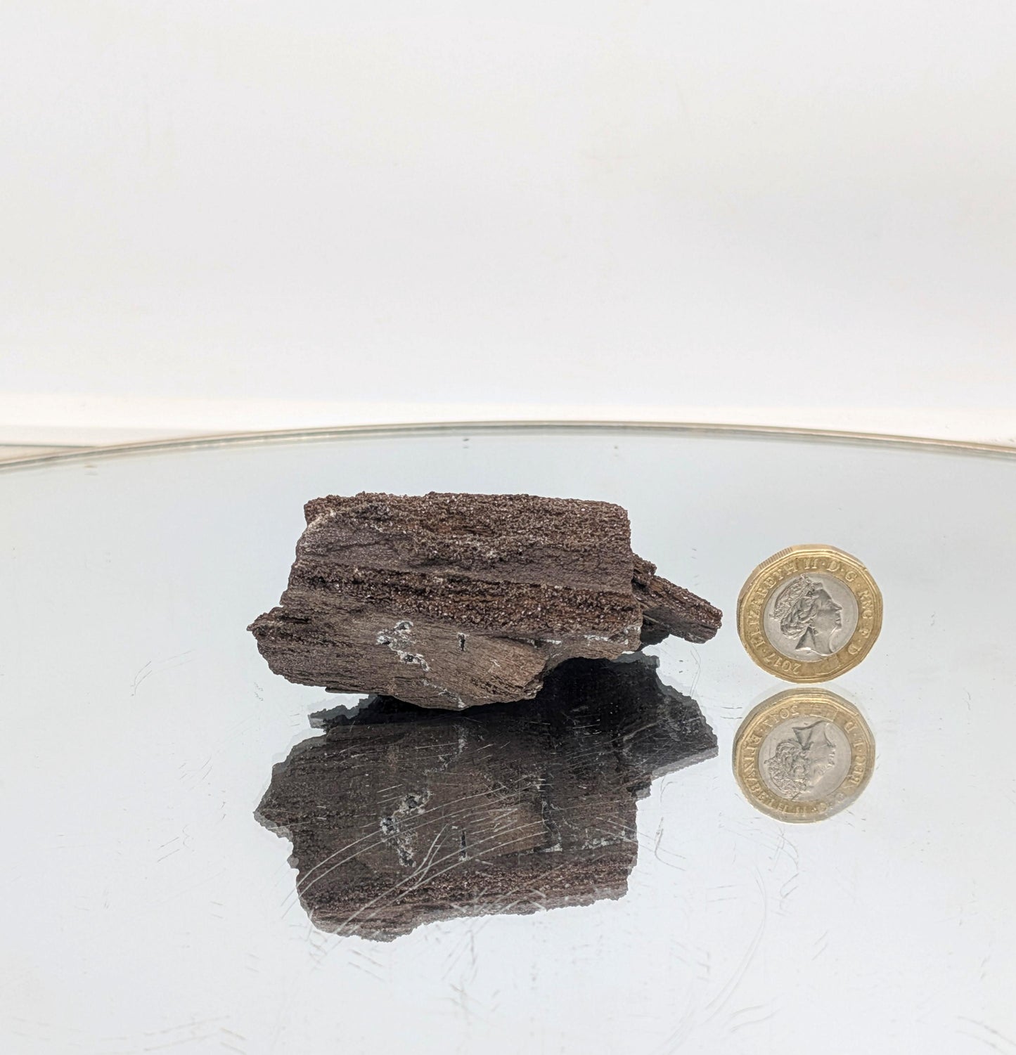 Fossil Wood Quartz Crystal Druze Rare Petrified Wood Germany (#28)