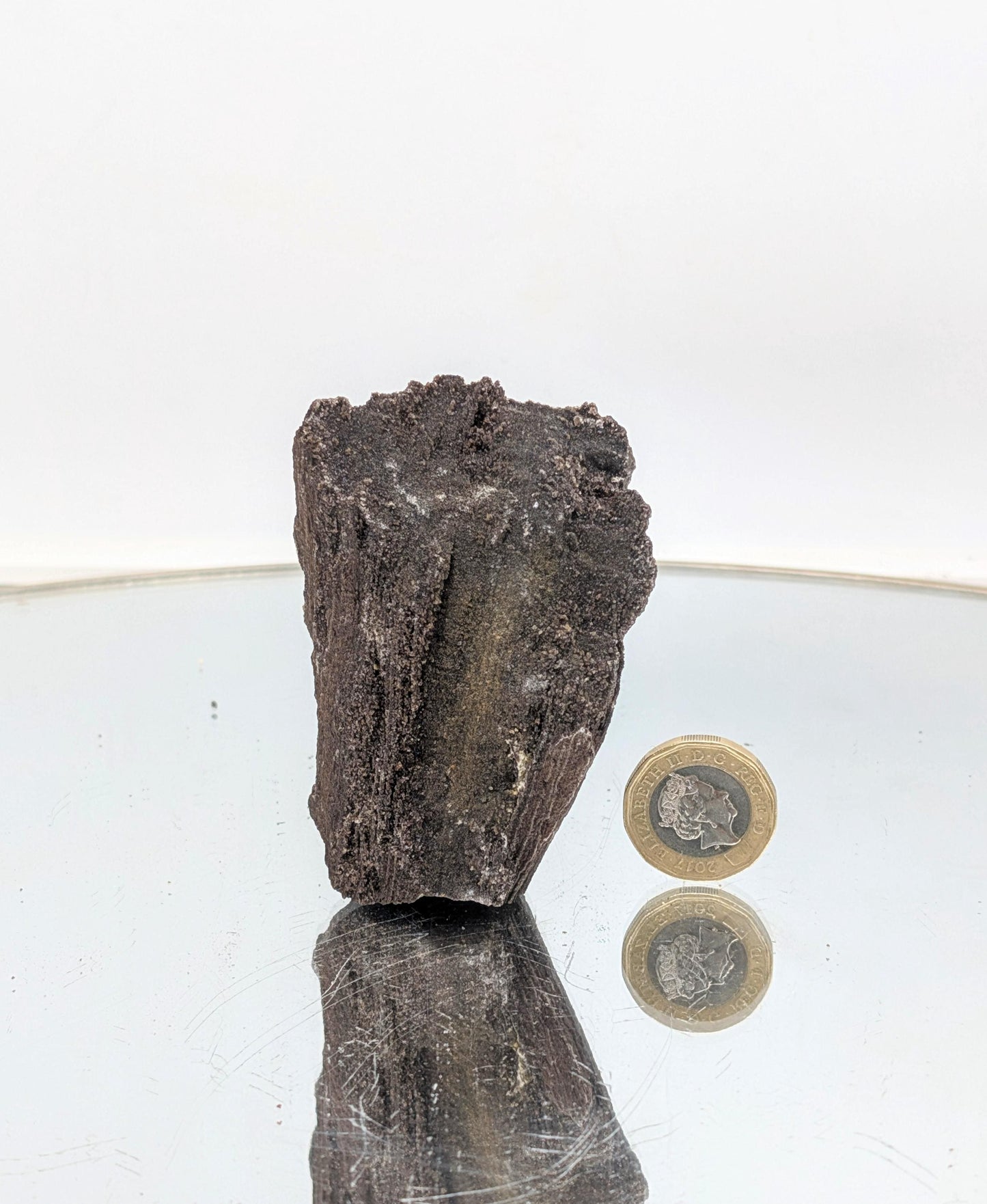 Fossil Wood Quartz Crystal Druze Rare Petrified Wood Germany (#26)