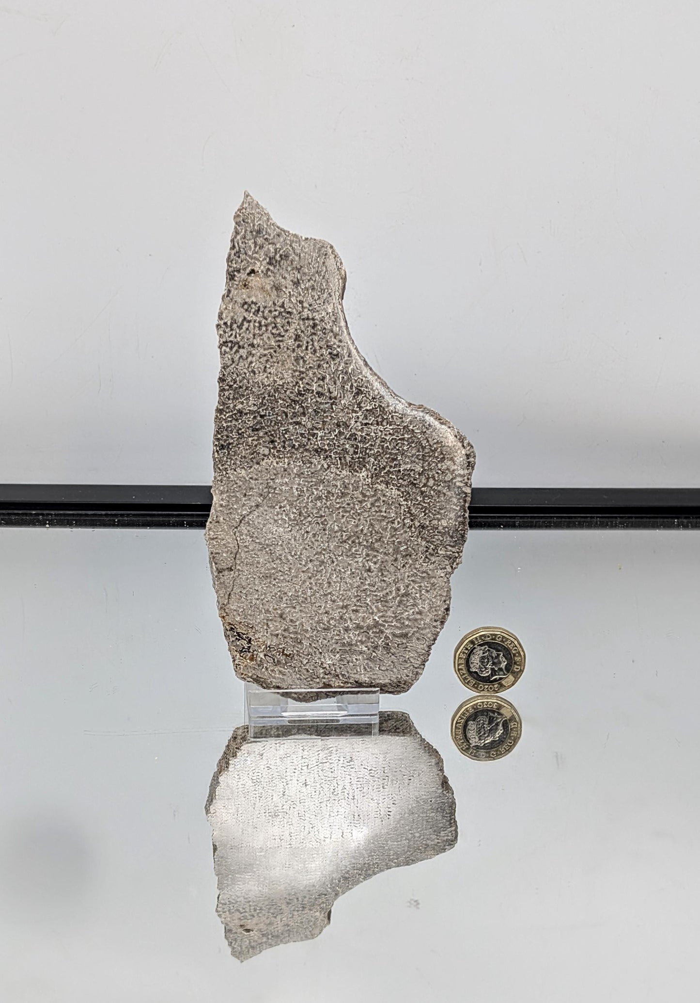 Large Dinosaur Bone Fossil Slice (#14)