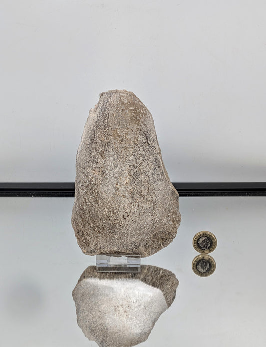 Large Dinosaur Bone Fossil Slice (#12)