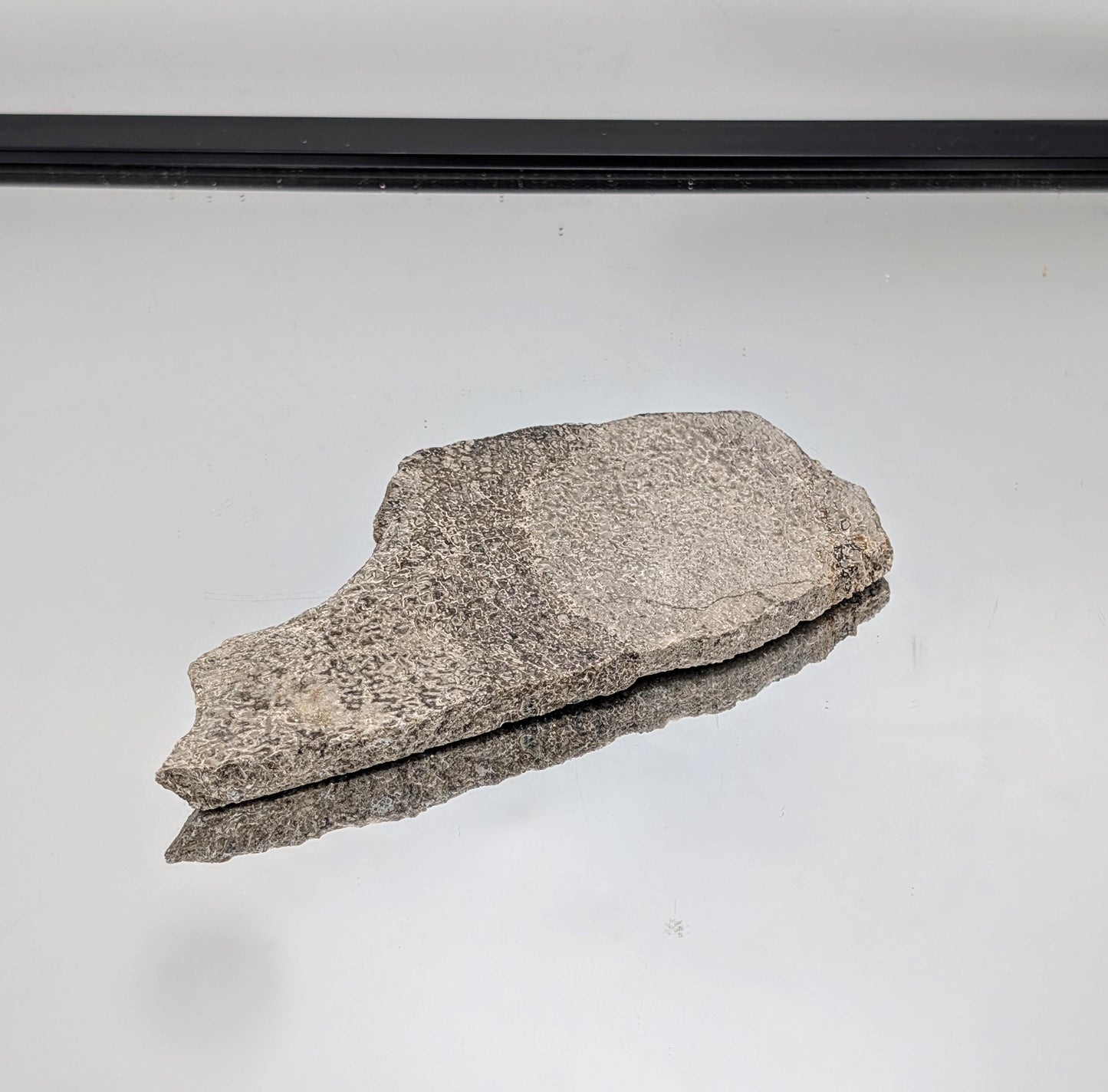 Large Dinosaur Bone Fossil Slice (#14)