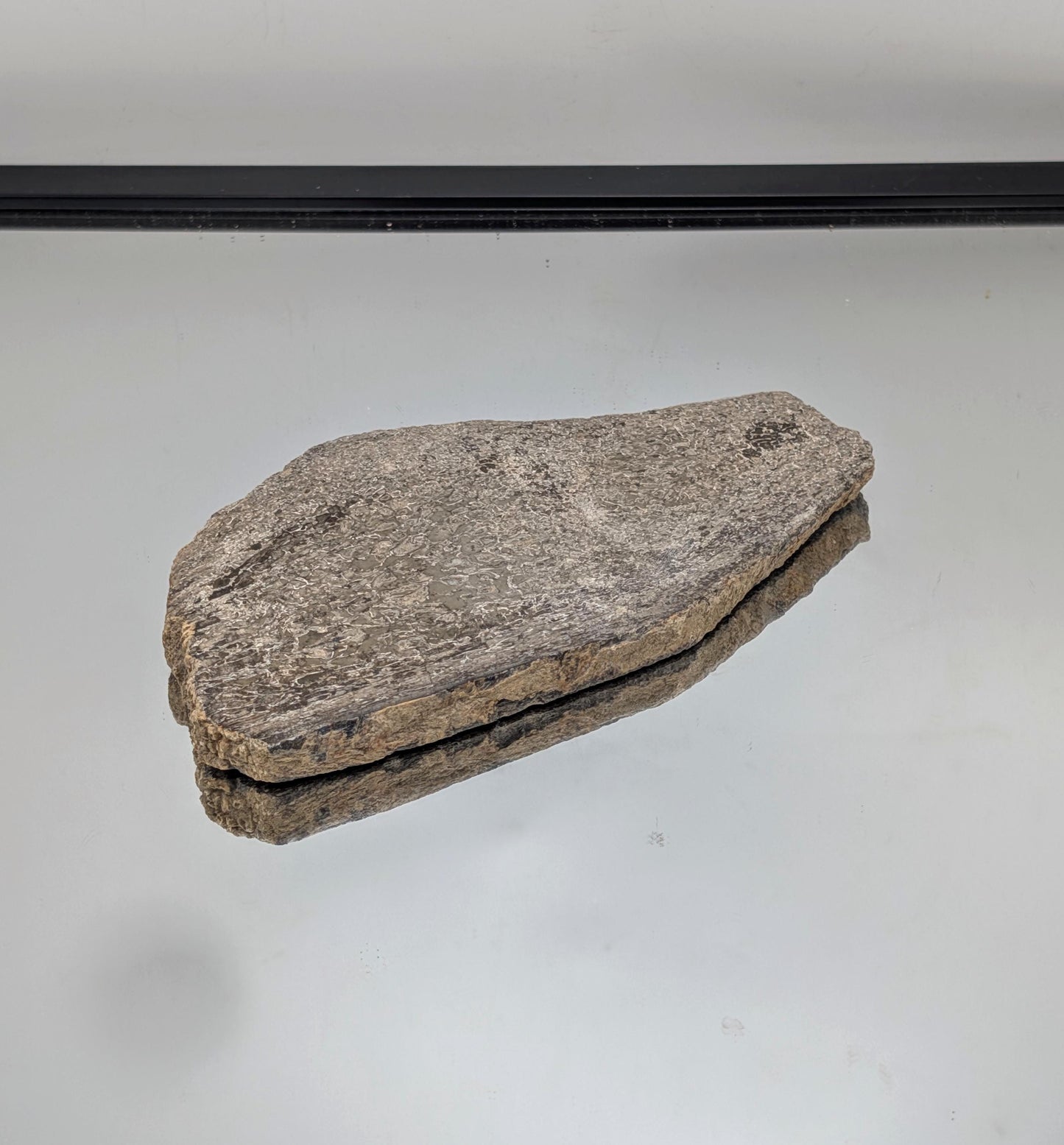 Large Dinosaur Bone Fossil Slice (#11)