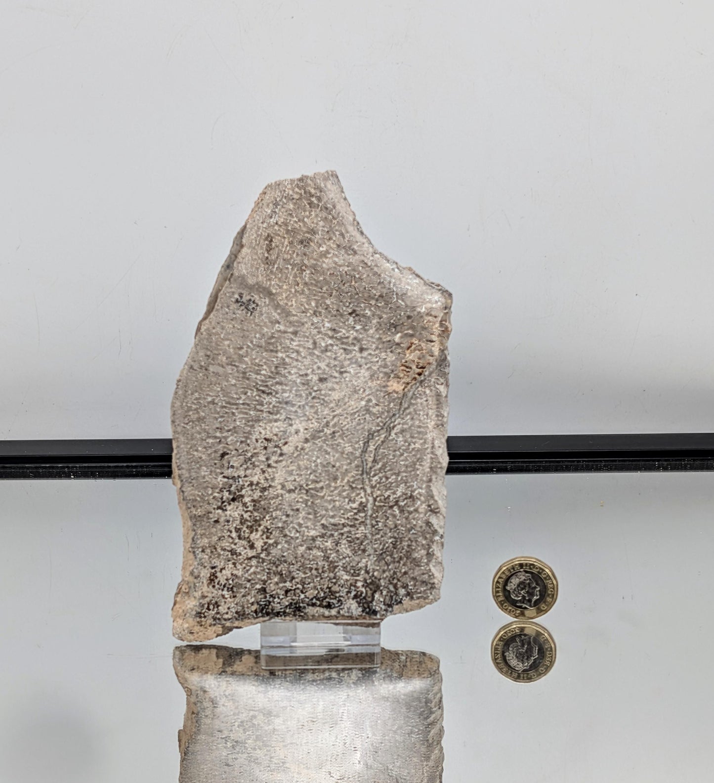 Large Dinosaur Bone Fossil Slice (#10)