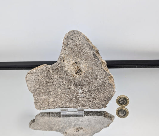 Large Dinosaur Bone Fossil Slice (#6)