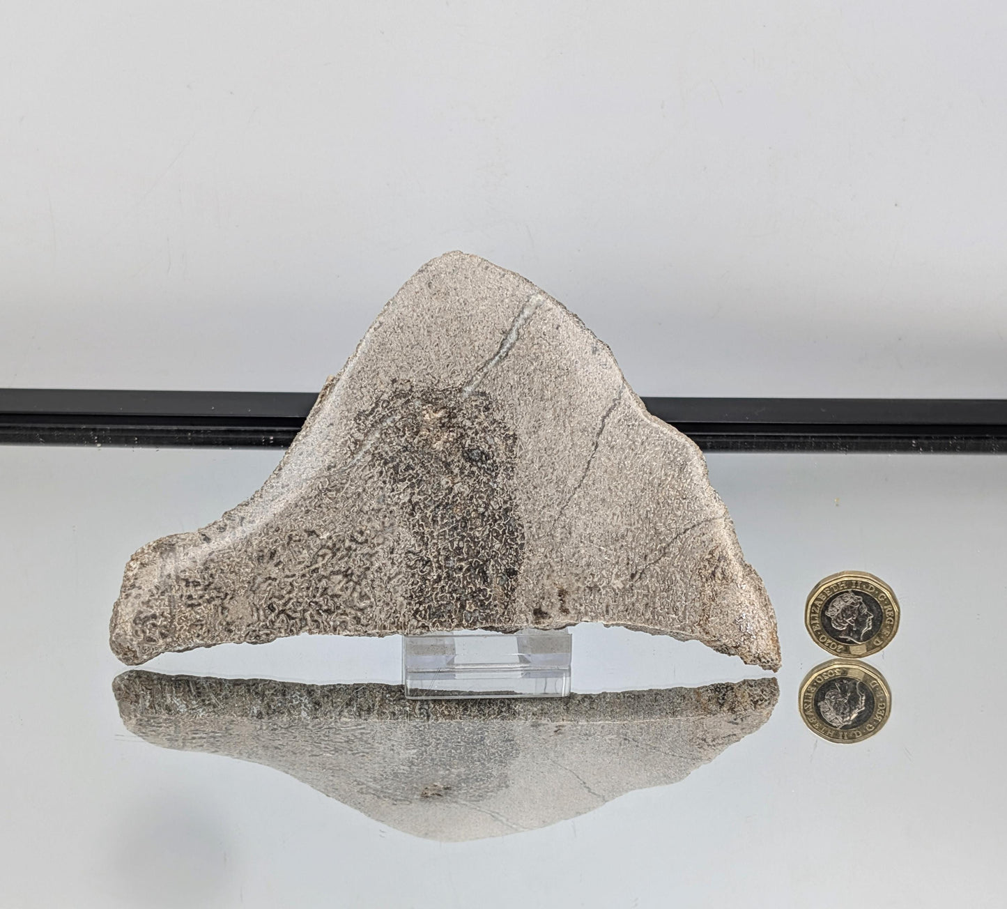 Large Dinosaur Bone Fossil Slice (#1)